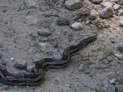 Pantherophis spiloides