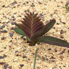 Lapeirousia pyramidalis pyramidalis