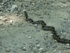 Pantherophis spiloides