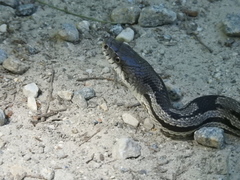 Pantherophis spiloides