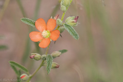 Sphaeralcea angustifolia
