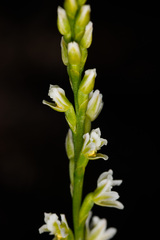 Prasophyllum