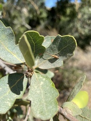 Andricus pedicellatus