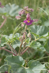 Proboscidea parviflora