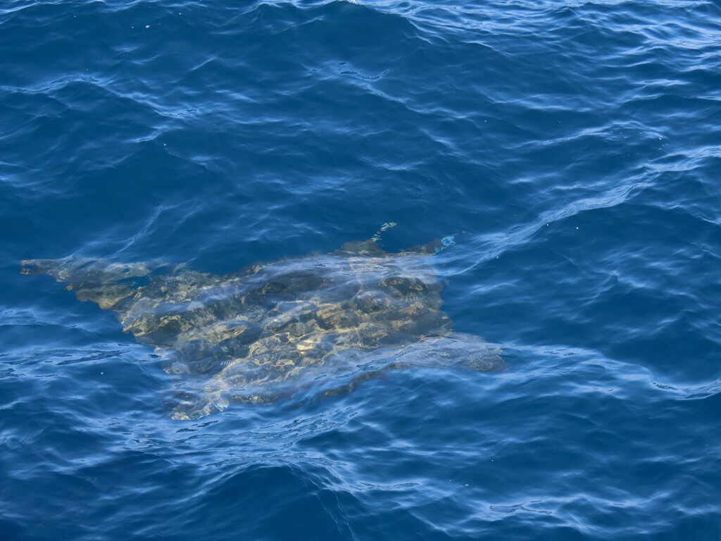Sicklefin devil ray swimming just below the surface