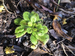 Drosera whittakeri