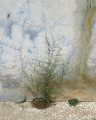 Chloracantha spinosa