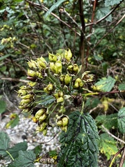 Physocarpus capitatus