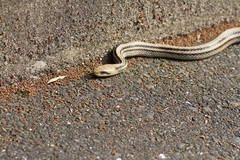 Elaphe quadrivirgata