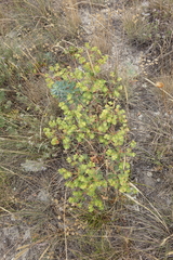 Euphorbia glareosa