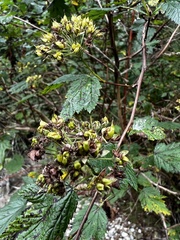 Physocarpus capitatus