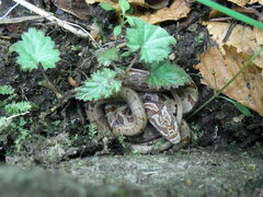 Elaphe quadrivirgata