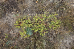 Euphorbia glareosa