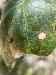 Dryocosmus minusculus