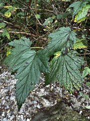 Physocarpus capitatus