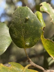 Aceria mackiei