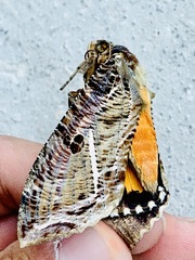 Eudocima apta