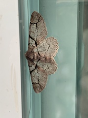 Iridopsis larvaria