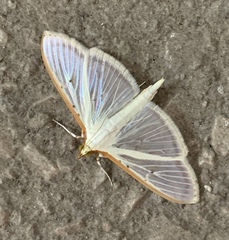 Palpita quadristigmalis