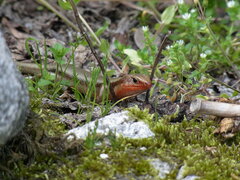 Plestiodon japonicus