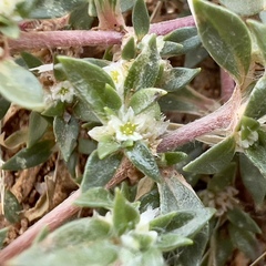 Guilleminea densa