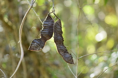 Mucuna