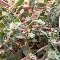Guilleminea densa