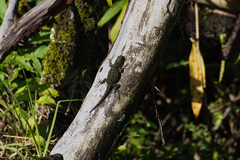Sceloporus malachiticus