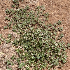 Guilleminea densa