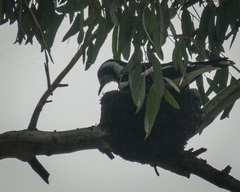 Grallina cyanoleuca