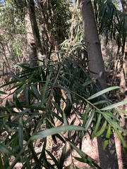 Podocarpus salignus