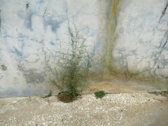 Chloracantha spinosa