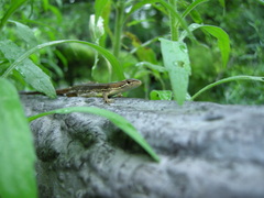 Takydromus tachydromoides