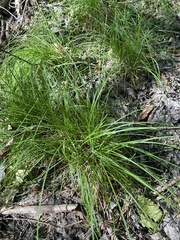 Carex