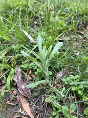 Helichrysum luteoalbum