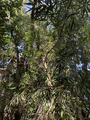 Podocarpus salignus