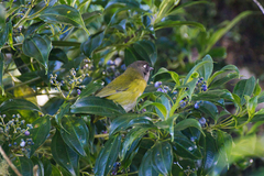 Chlorospingus flavopectus