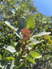 Cynips multipunctata