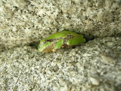 Hyla japonica