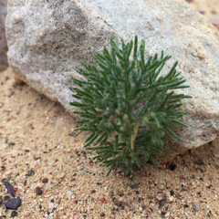 Eriospermum paradoxum