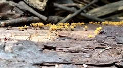 Hemitrichia calyculata