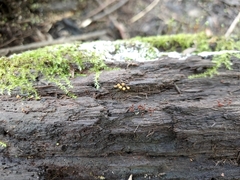 Hemitrichia calyculata