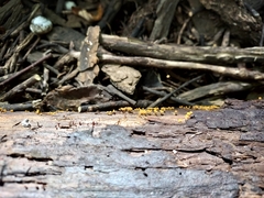 Hemitrichia calyculata