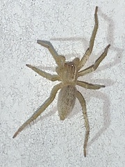 Hibana gracilis