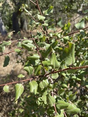 Rhamnus