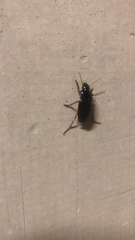 Pseudoophonus