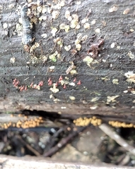 Hemitrichia calyculata