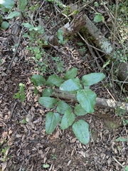 Boquila trifoliolata