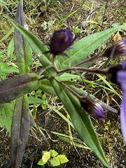 Canadanthus modestus