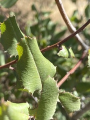 Rhamnus
